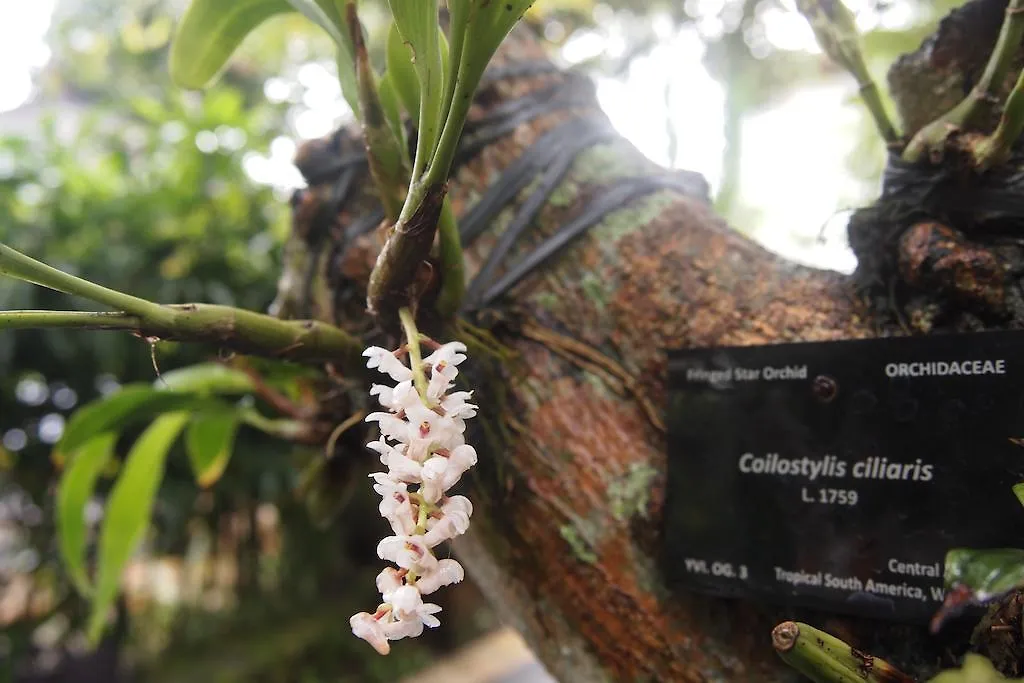 Отель Yulia Village Inn Ubud